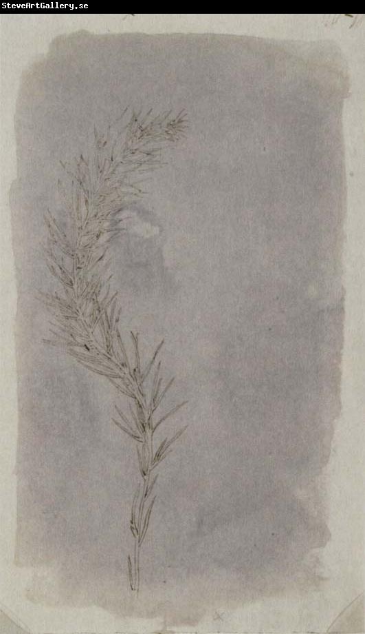 Willim Henry Fox Talbot Rosemary Twig